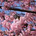 写真: 河津桜にヒヨドリ