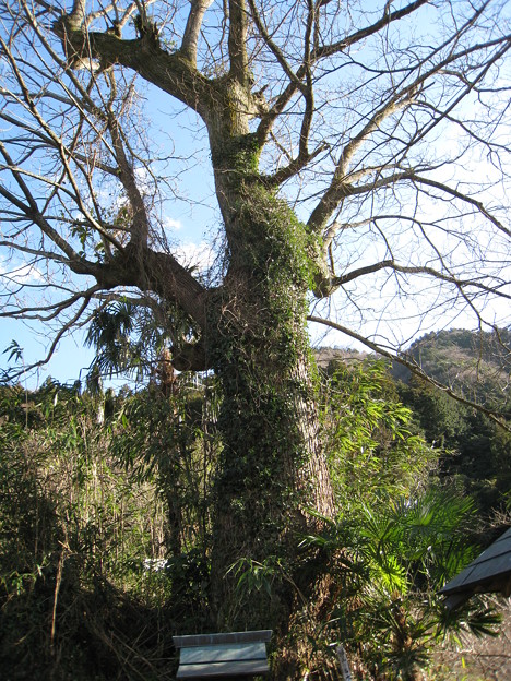 ２０１３年　神山の巨樹―阿野―センダン