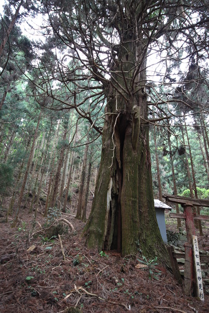 2013年　神山の巨樹(下分)−妙見杉