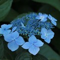 写真: 額紫陽花・・・鮮やかな青に色付いて