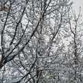 Photos: 大雪