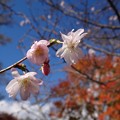 秋の桜（十月桜）