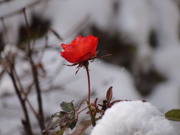 写真: 雪景色の中にバラ一輪