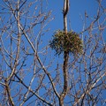 写真: ヤドリギ（宿り木）