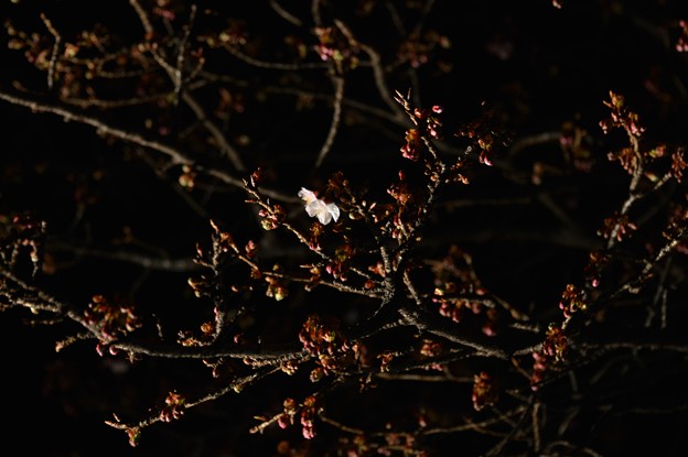 写真: 夜桜1号