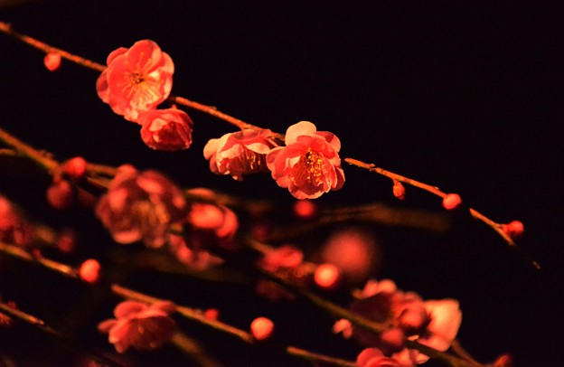 写真: Midnight ume blossom