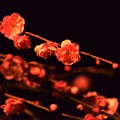 写真: Midnight ume blossom