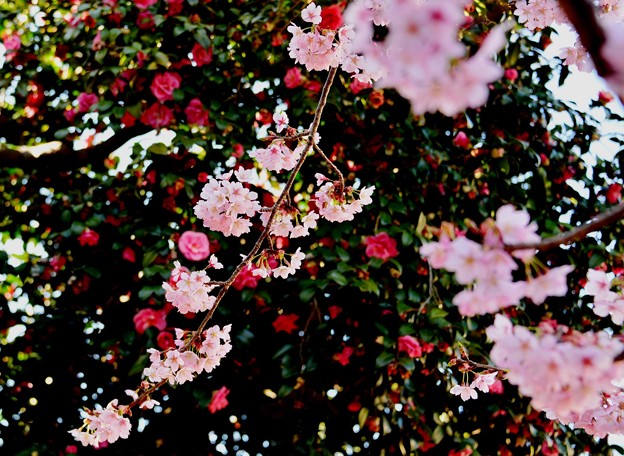 写真: 桜　~ｆｅａｔ．山茶花~