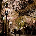 写真: 夜桜回廊