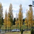 写真: テクノ中央交差点杉の黄葉