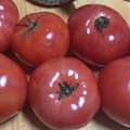 写真: トマトいっぱい