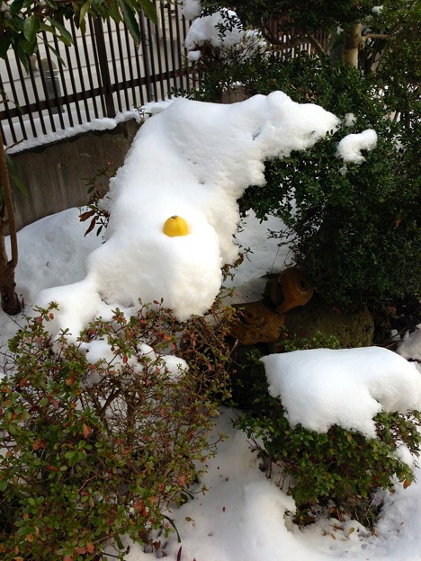 写真: 雪に埋もれるレモン