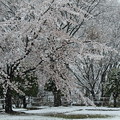 写真: 雪桜
