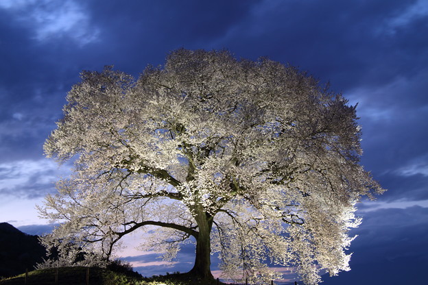 写真: わに塚の桜、ライトアップ