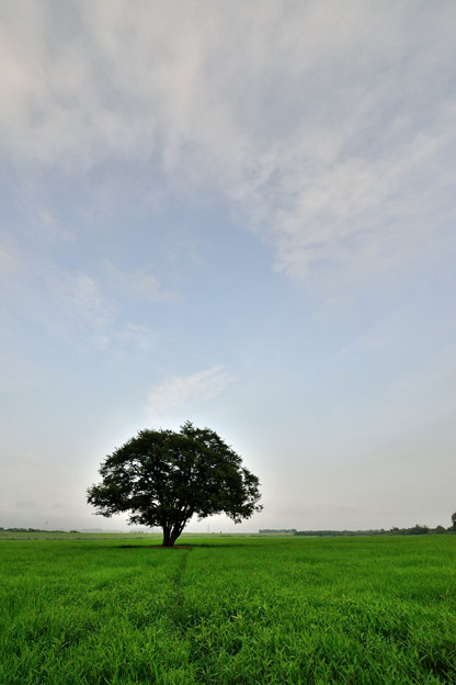 写真: ハルニレの木