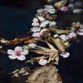 写真: 桜散る