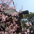 写真: 春の神宮