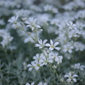 Photos: 白い花