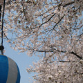 416_公園の桜