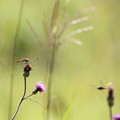 写真: 薊枯れ薄咲く高原は早秋の風