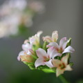 写真: 安らぎの小さな花