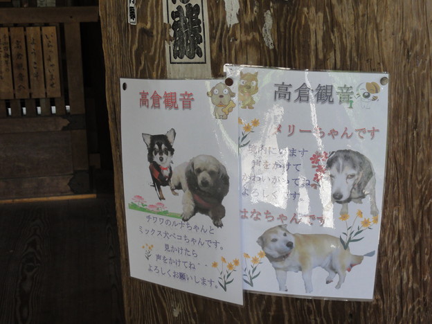 写真: 愛犬（平野山高蔵寺）