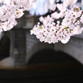 アシプし忘れ　日本橋と桜