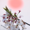 落陽と桜