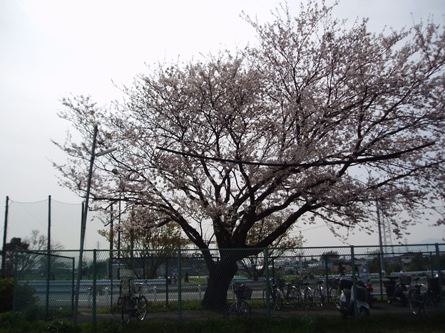 横浜市泉区の桜