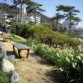 写真: 横須賀_立石公園_秋谷海岸13