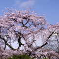 写真: 宝珠寺ヒメシダレ桜♪