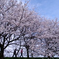 写真: 流川の桜並木?♪