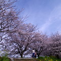 写真: 流川の桜並木?♪