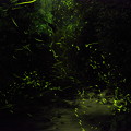 写真: 犬鳴川のホタル♪