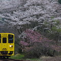 写真: 桜のトンネル♪