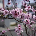 写真: 桜2014