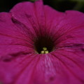 写真: ペチュニアの花