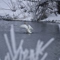 冬の白鳥