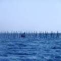 写真: 三河湾（1）