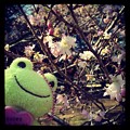 写真: 桜だよ
