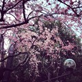 写真: 2013-03-19八重しだれ桜