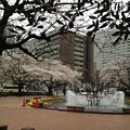 写真: 日比谷公園の桜