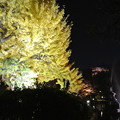写真: 日比谷公園ライトアップ(2013-11-29-2)