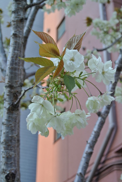 写真: うこん桜3