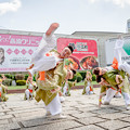 写真: にっぽんど真ん中祭り2019　SAIKA-菜花-