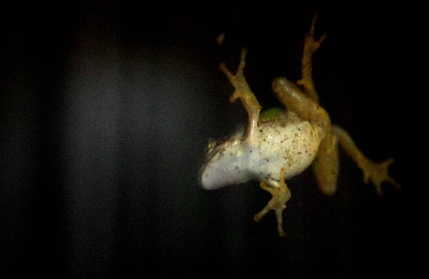 闇夜の蛙