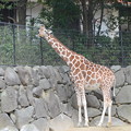 写真: 金沢動物園＠0301