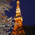 東京タワーと夜桜