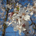 写真: 桜２０１３．３．２３その３