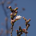 写真: 桜２０１３．３．２３その２